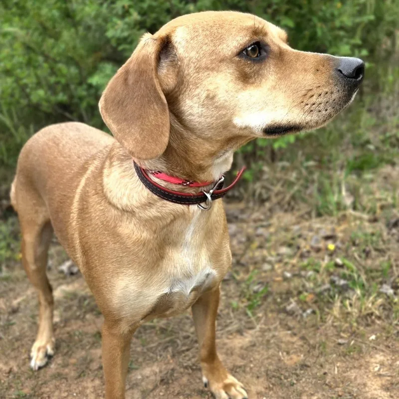 An adult medium-sized male Yellow / Tan / Blond / Fawn Beagle dog named Remy for adoption in Franklin, NC
