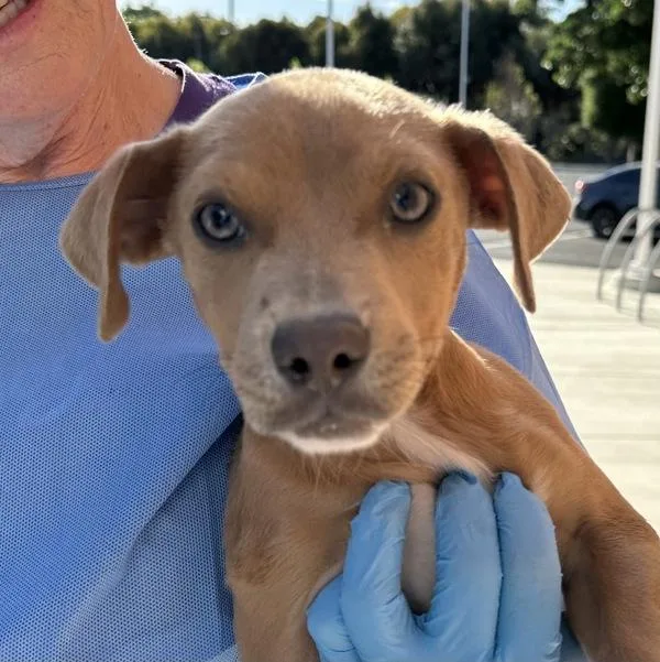 A baby medium-sized male American Staffordshire Terrier dog named Fats Domino for adoption in Walnut Creek, CA