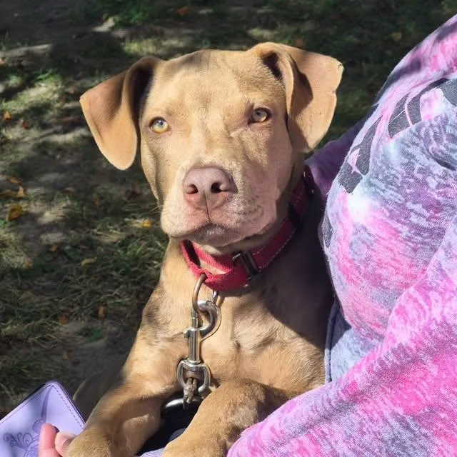 A baby medium-sized male Labrador Retriever dog named Harvey for adoption in Williston, VT