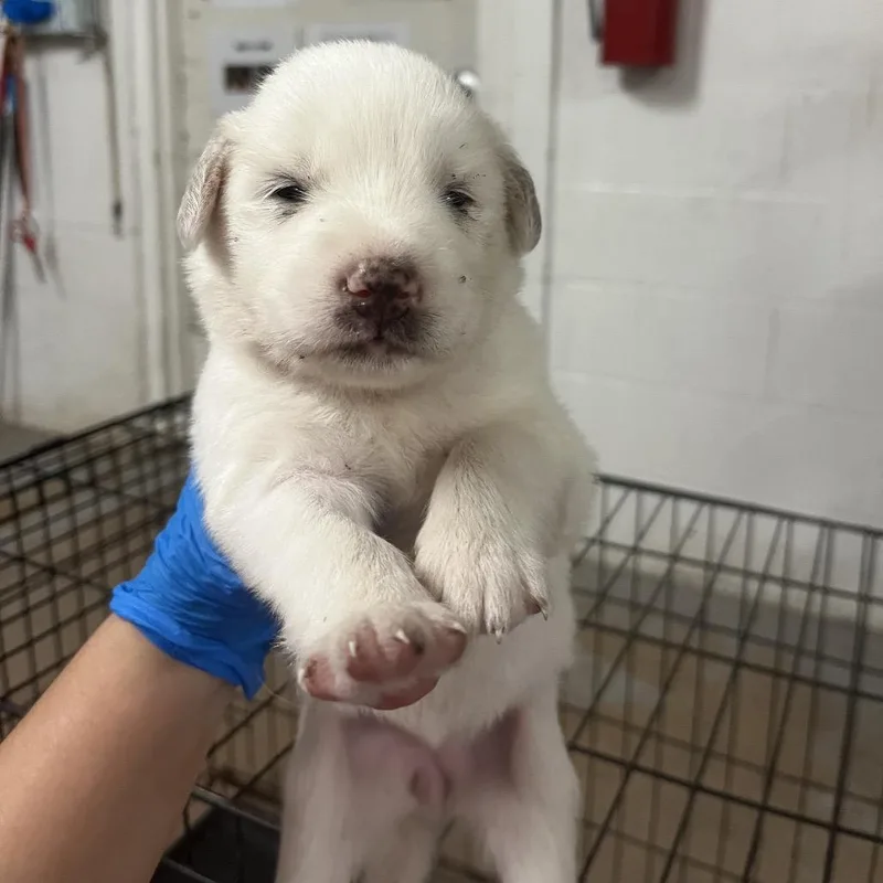 A baby medium-sized female White / Cream Spitz dog named Piper for adoption in Edinburg, TX