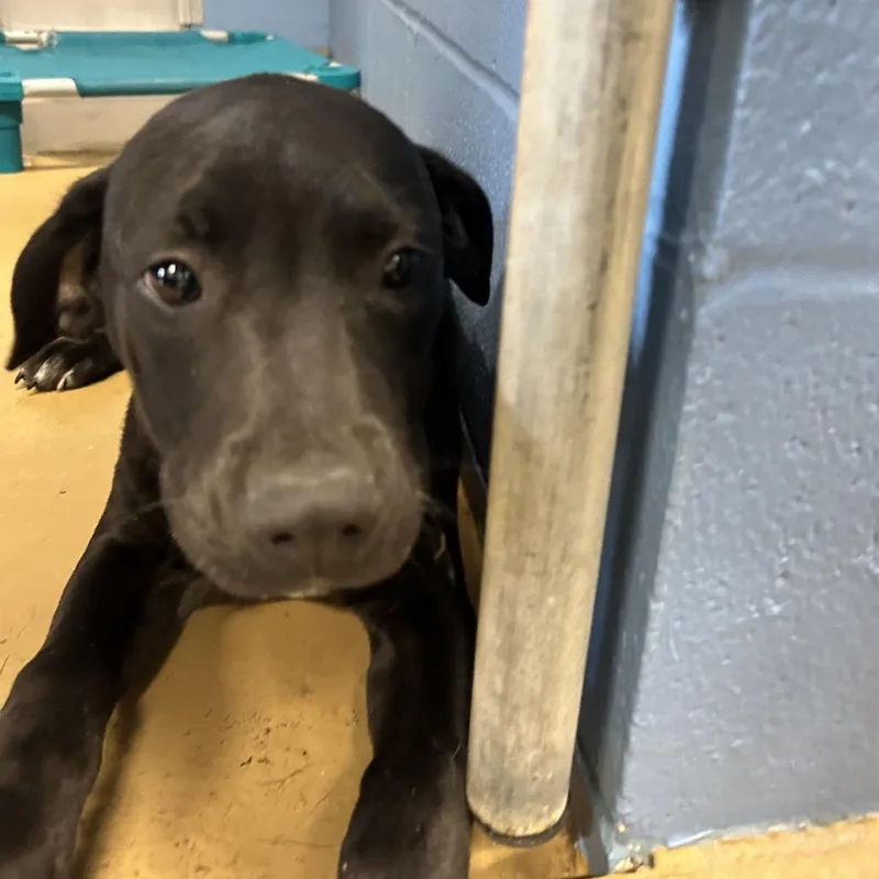 An adult small-sized male Terrier dog named Buddy for adoption in Portland, TX