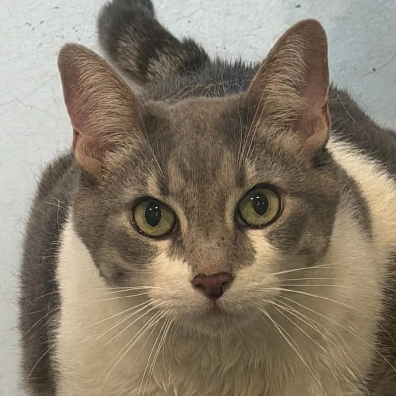 An adult extra large-sized female Gray / Blue / Silver American Shorthair cat named Graysie for adoption in Yuma, AZ