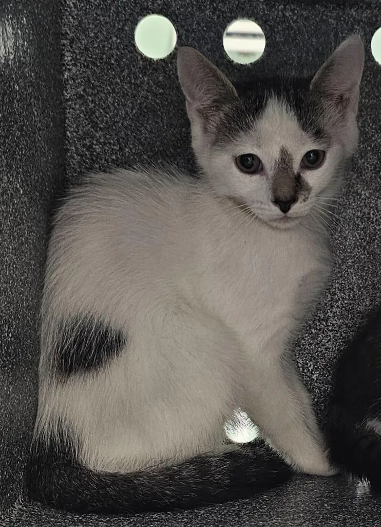 A baby small-sized female Domestic Short Hair cat named Lorelai for adoption in Athens, TN