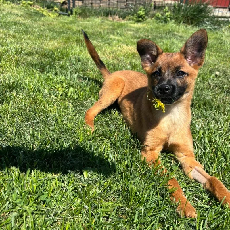 A baby small-sized female Yellow / Tan / Blond / Fawn Schnauzer dog named Imani for adoption in Waynesboro, PA