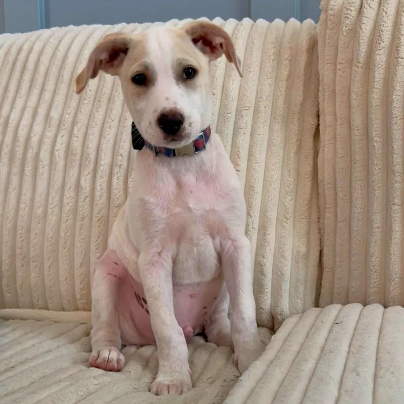 A baby medium-sized male White / Cream Labrador Retriever dog named Parker for adoption in Baldwin, MD