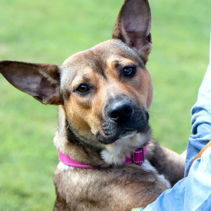 A young medium-sized female German Shepherd Dog dog named Delores for adoption in Kansas City, KS