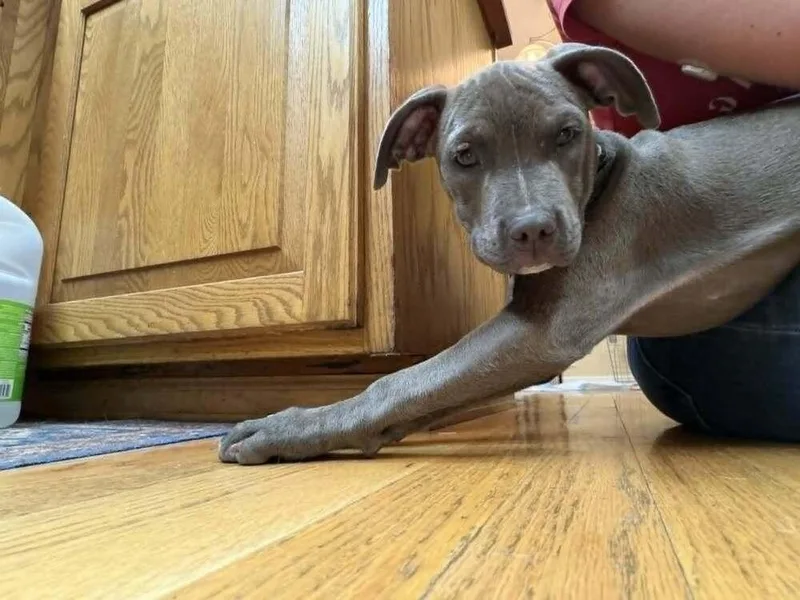 A baby large-sized female Gray / Blue / Silver Pit Bull Terrier dog named Ashoka for adoption in Aurora, CO