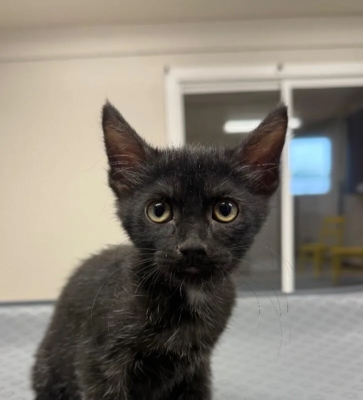 A young small-sized male Domestic Short Hair cat named Sam for adoption in Yankton, SD