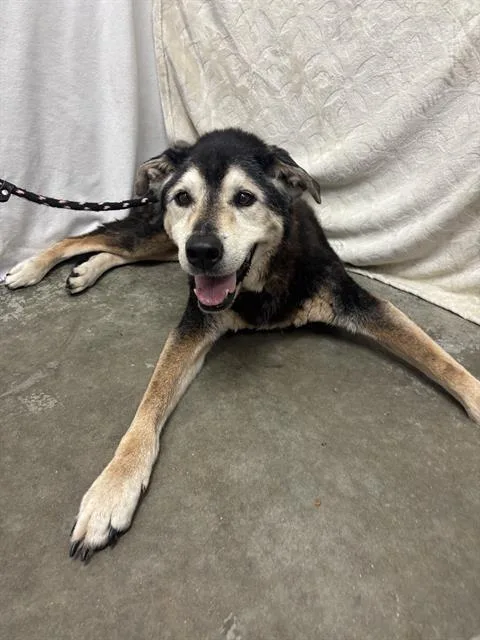 A senior medium-sized male German Shepherd Dog dog named Archibald for adoption in Rosenberg, TX
