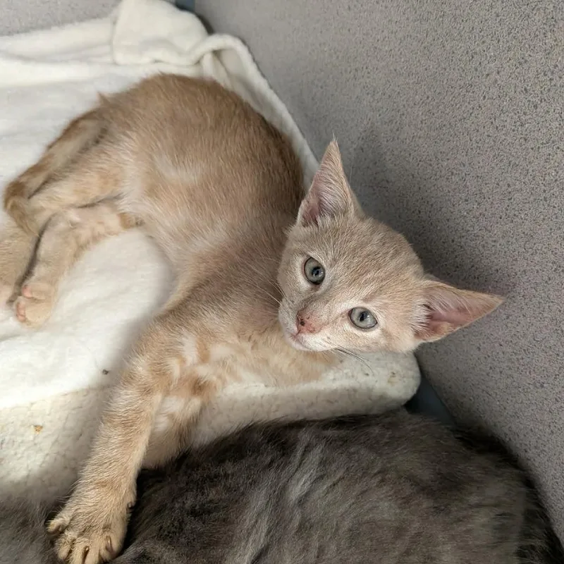 A baby small-sized male Orange / Red Domestic Short Hair cat named Jack for adoption in Greenville, PA