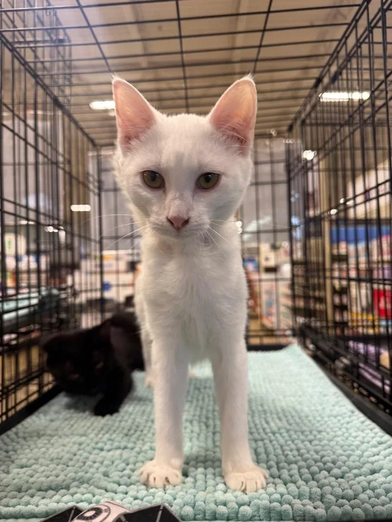 A baby large-sized male Domestic Short Hair cat named Avalanche for adoption in warrenville, SC
