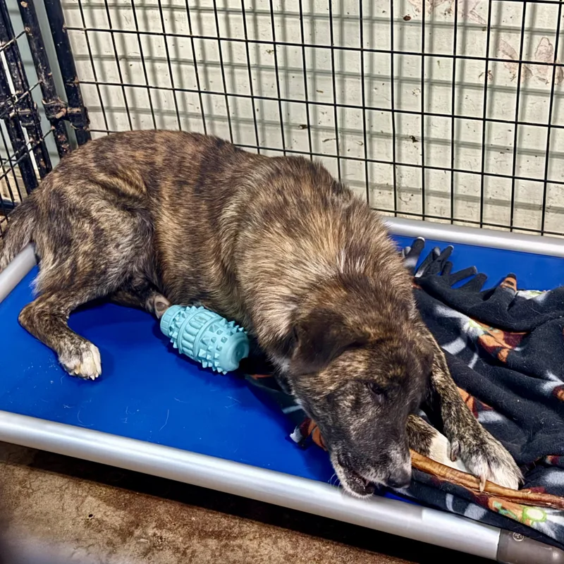 A young large-sized male Brindle Shepherd dog named Tiger for adoption in Gallatin, TN