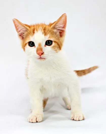 A baby small-sized male Domestic Short Hair cat named Elijah for adoption in Morton Grove, IL