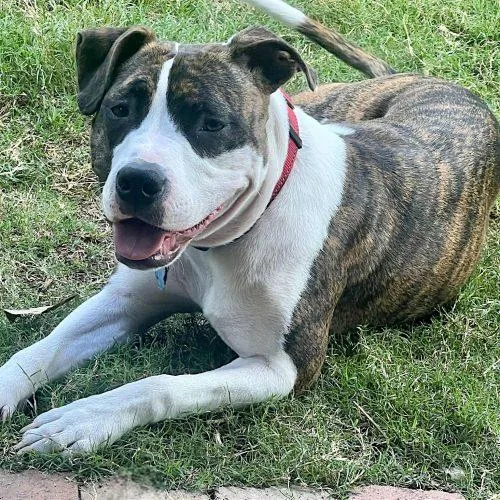 Dorothea thumbnail 2