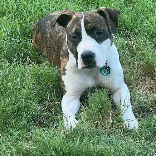 Dorothea thumbnail 3