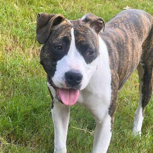 Dorothea thumbnail 4