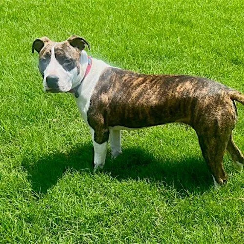 Dorothea thumbnail 5