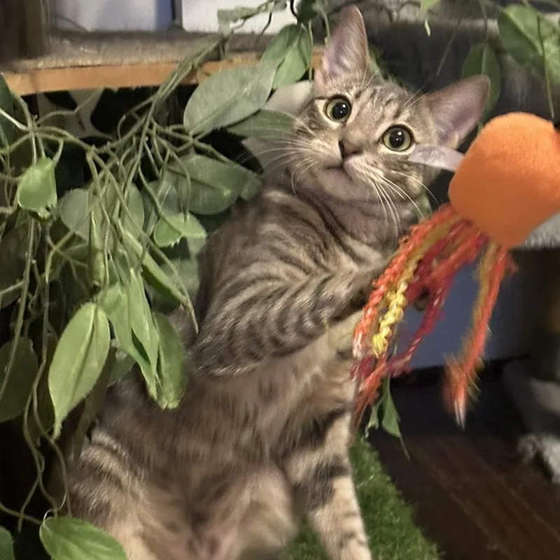 A baby small-sized female Gray / Blue / Silver Domestic Short Hair cat named Hope for adoption in Los Angeles, CA