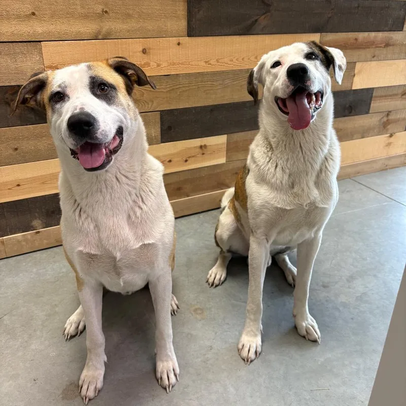 A young large-sized male Brindle Mixed Breed dog named Ben for adoption in Spokane, WA