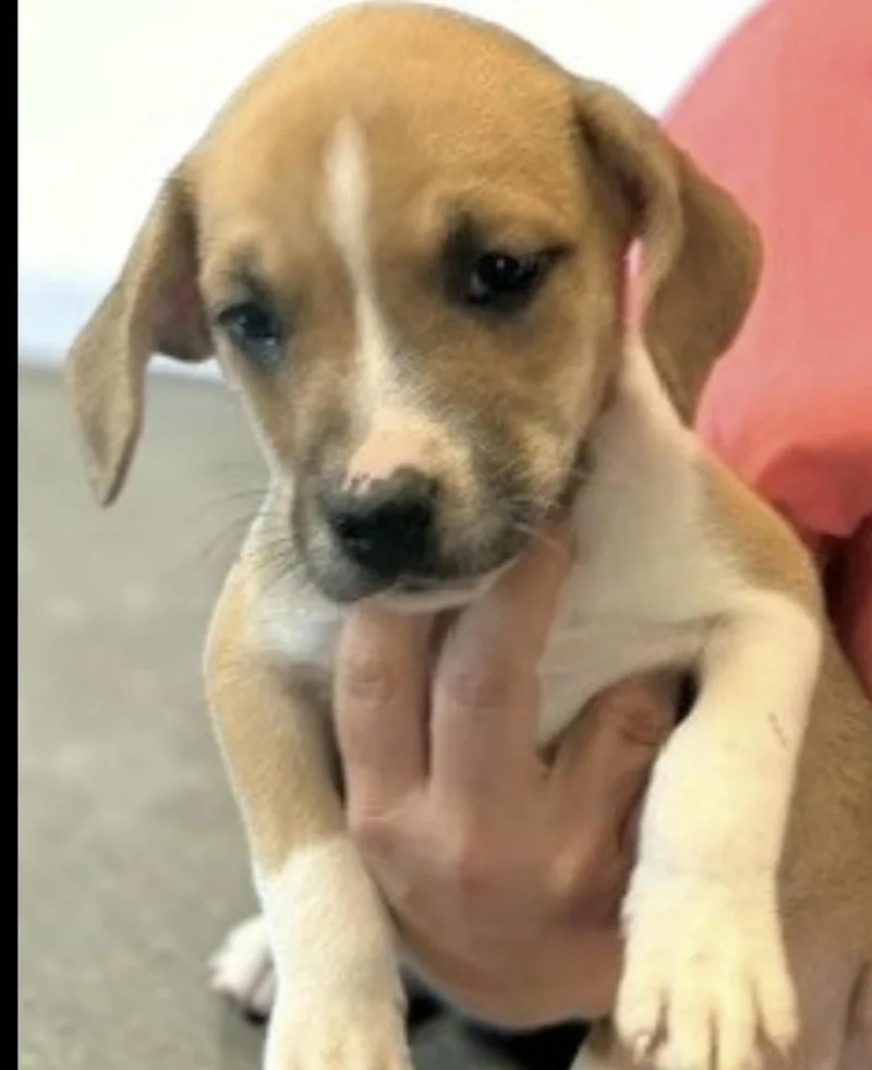 A baby medium-sized female Terrier dog named Mocha for adoption in Copiague, NY