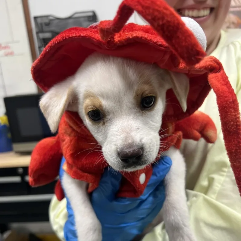 Spectrum thumbnail 2