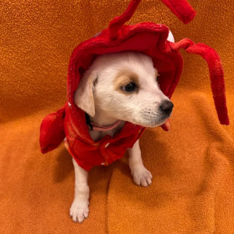 Spectrum thumbnail 3