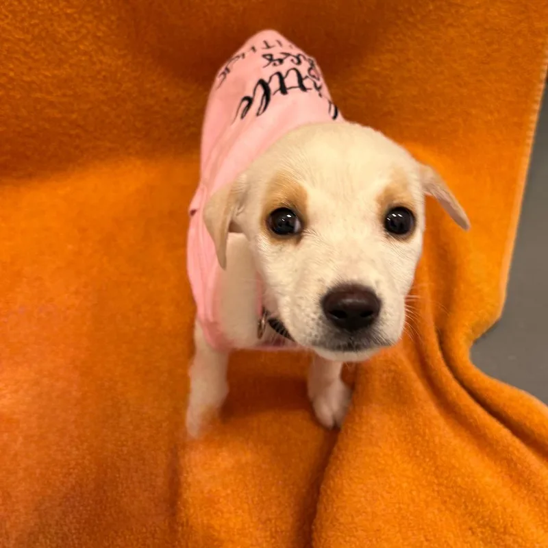 Spectrum thumbnail 4