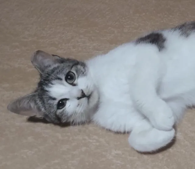 Daffodil thumbnail 2