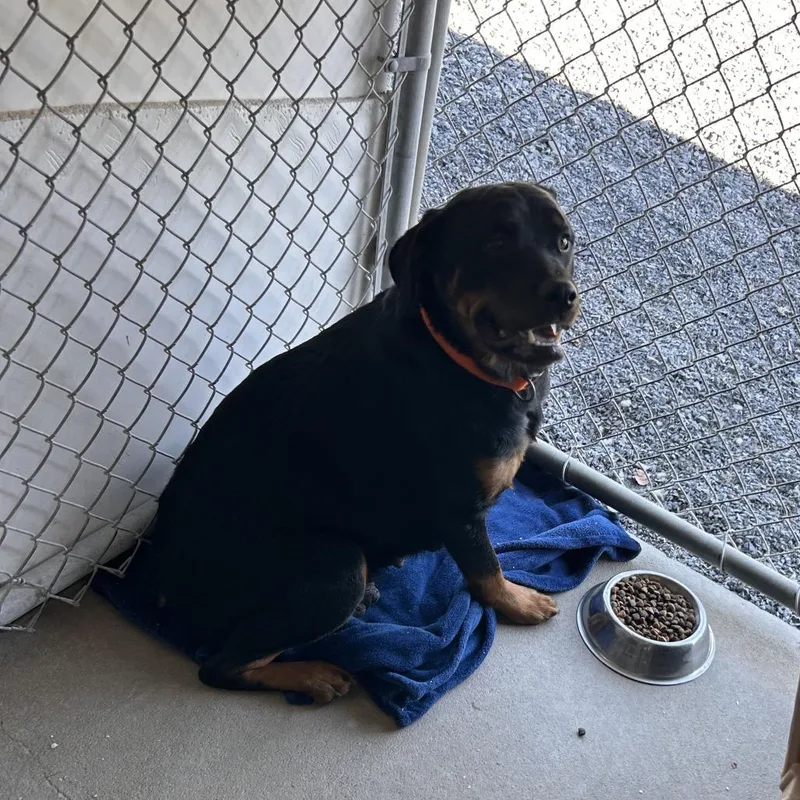 An adult large-sized female Rottweiler dog named Pretty for adoption in Mount Gilead, NC