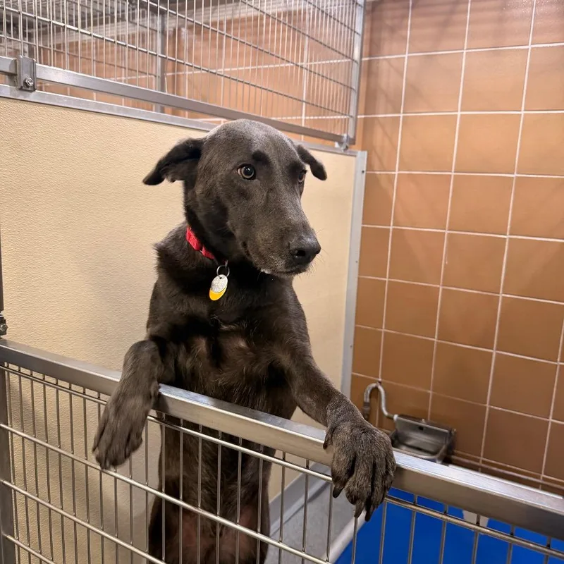 An adult small-sized male Labrador Retriever dog named LA Ash for adoption in Port Washington, NY