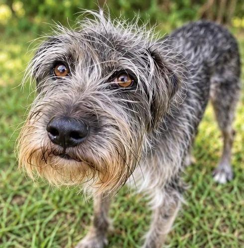 A young medium-sized male Schnauzer dog named Cricket for adoption in Foley, AL