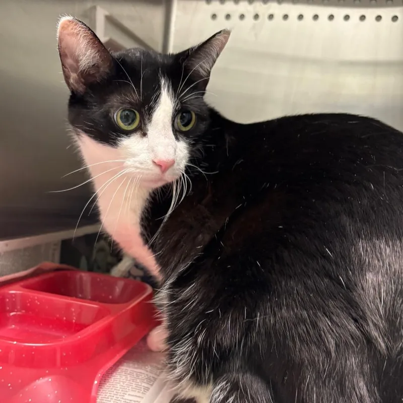 An adult small-sized male Black Domestic Short Hair cat named Axel for adoption in Chattanooga, TN
