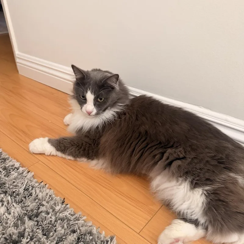 A senior large-sized female Gray / Blue / Silver Domestic Long Hair cat named Smokey for adoption in Los Angeles, CA