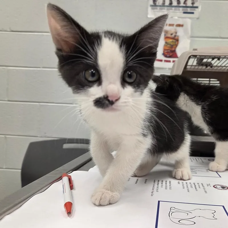 A baby small-sized male Black Domestic Short Hair cat named Toe for adoption in Chattanooga, TN