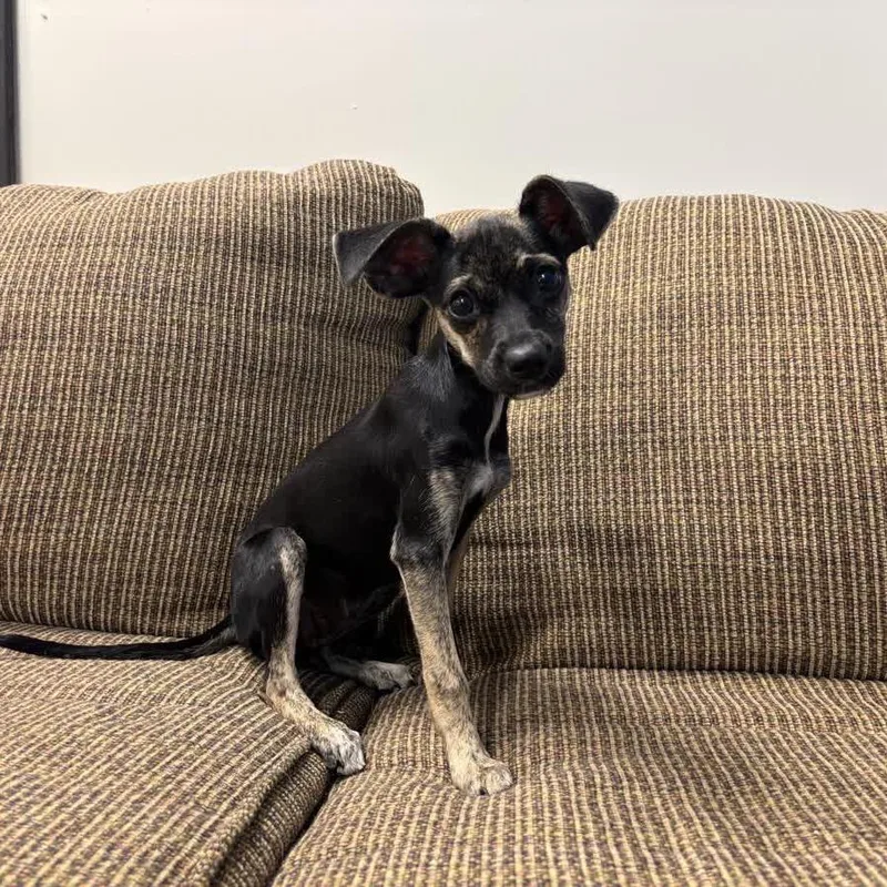 A baby small-sized female Black Chihuahua dog named Sugar Cookie for adoption in Hattiesburg, MS