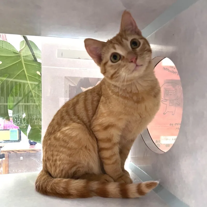 A young small-sized male Orange / Red Domestic Short Hair cat named Wuzzy for adoption in Glenwood Springs, CO