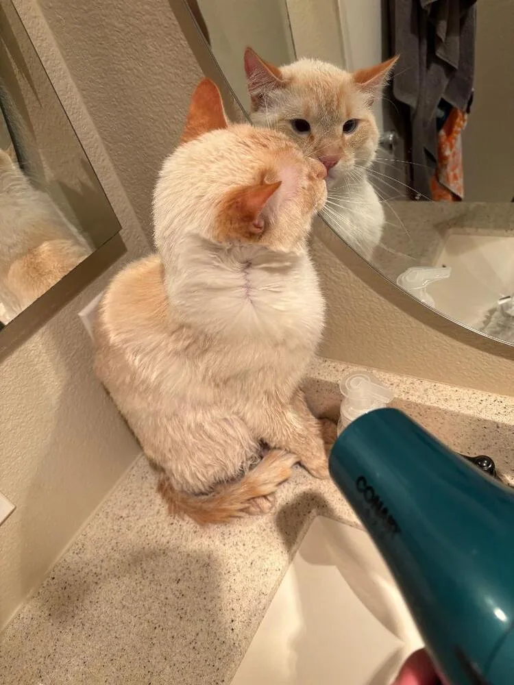 A young medium-sized male Siamese cat named Nimbus for adoption in Oceanside, CA