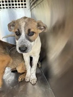 A baby small-sized female German Shepherd Dog dog named Joy for adoption in Phoenix, AZ