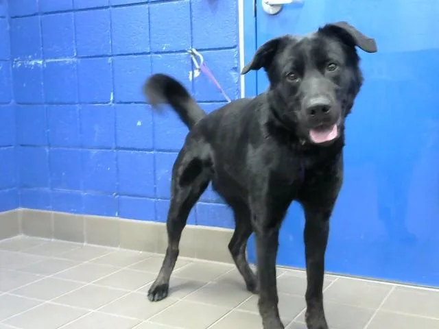 A young large-sized female German Shepherd Dog dog named Mystery for adoption in Albuquerque, NM
