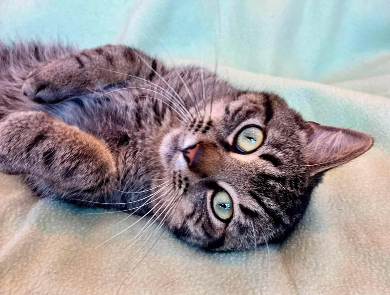 A young medium-sized male Tabby (Gray / Blue / Silver) Domestic Short Hair cat named Ranger for adoption in Alexandria, MN