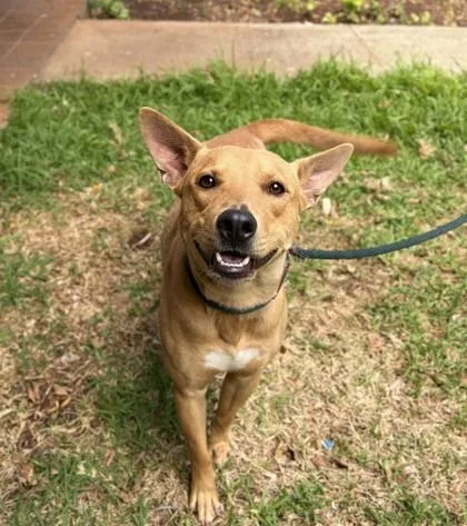 An adult medium-sized male Terrier dog named Bartlebee for adoption in Honolulu, HI