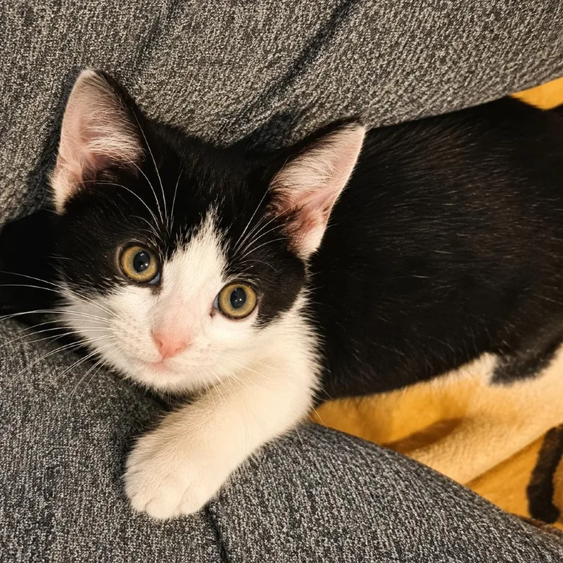 A baby small-sized male Black Domestic Short Hair cat named Jack for adoption in Newport News, VA