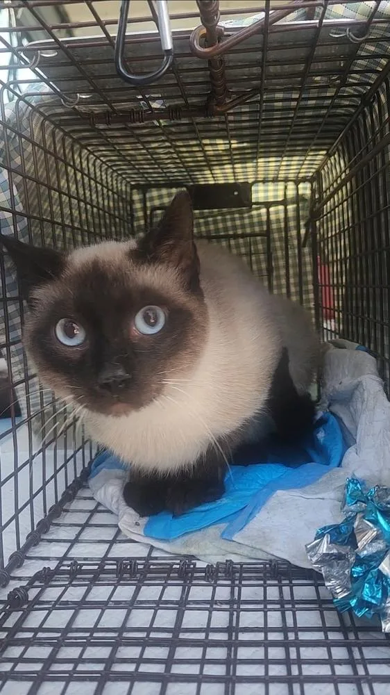 Sam I Am thumbnail 3