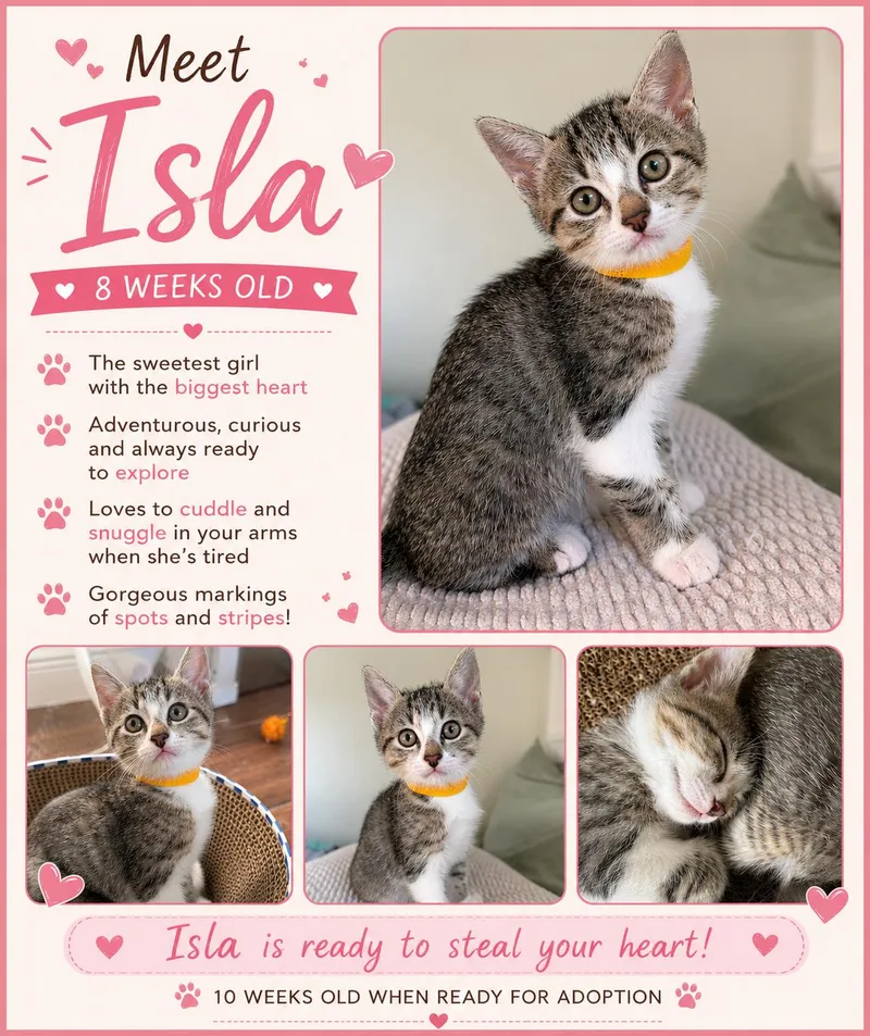 A baby medium-sized female Tabby cat named Isla for adoption in MONTGOMERY, TX
