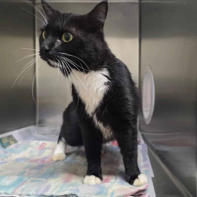 A baby medium-sized male Black Domestic Short Hair cat named Edwin for adoption in Milton, FL