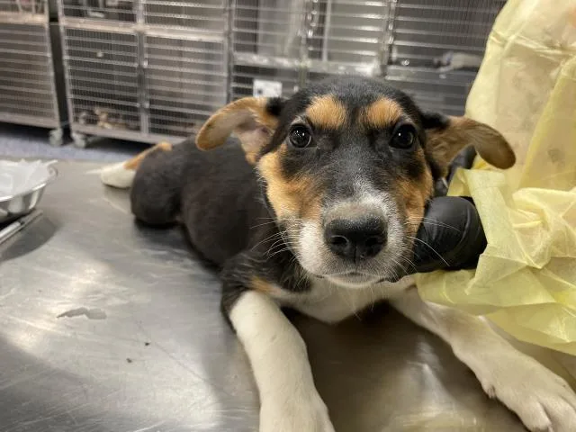 A baby small-sized female German Shepherd Dog dog named Stella for adoption in Riverside, CA