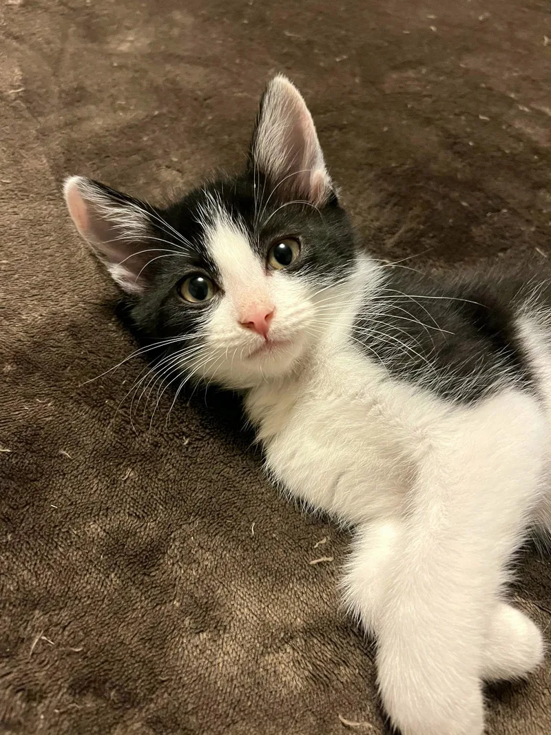 A baby small-sized male Domestic Short Hair cat named Jake for adoption in Kirkland, WA
