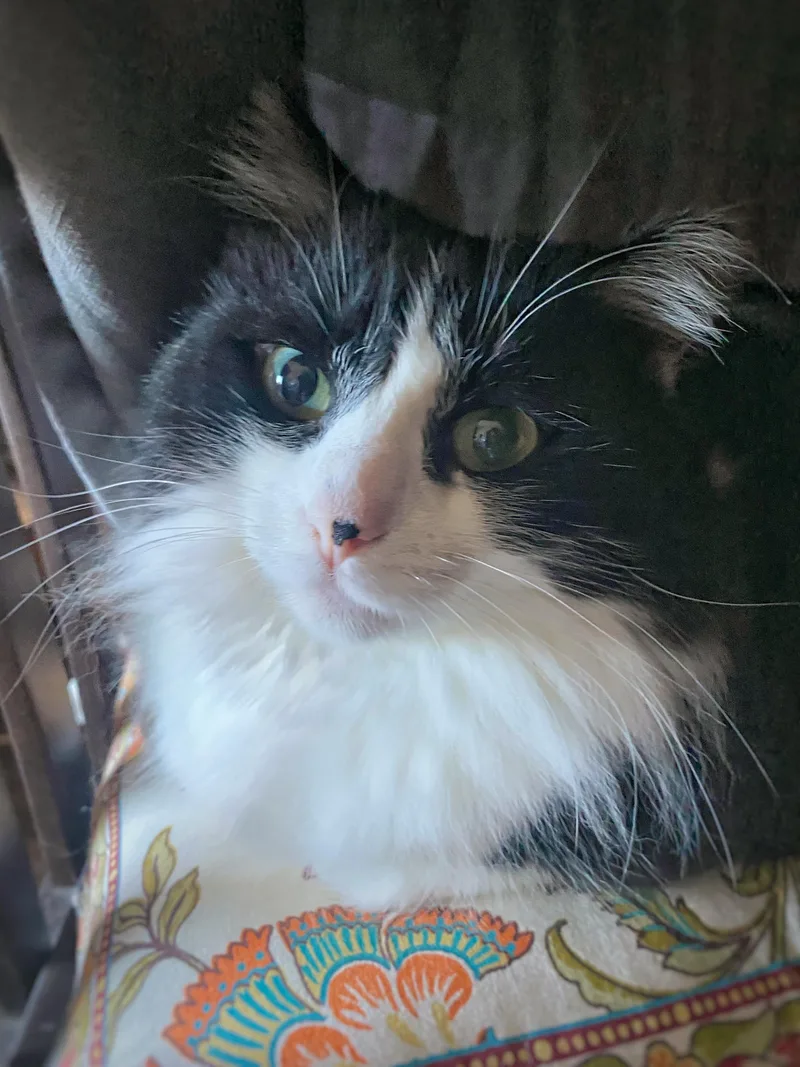 An adult medium-sized female Black & White / Tuxedo Domestic Long Hair cat named Dottie for adoption in Benicia, CA