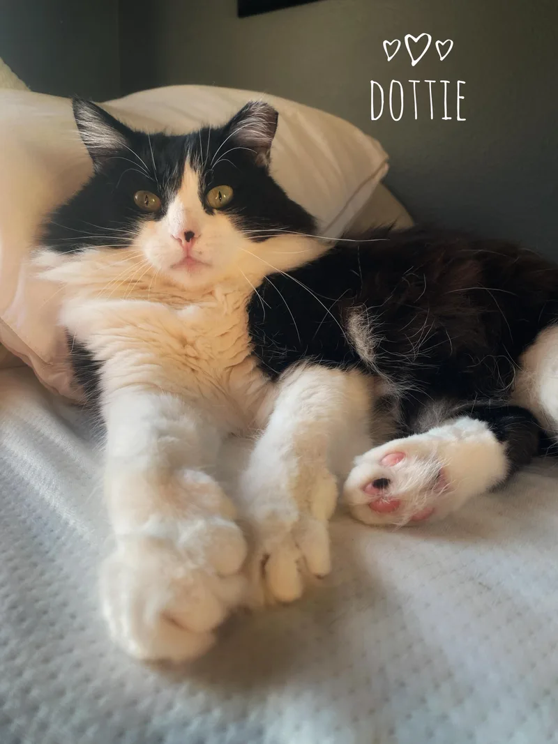 Dottie thumbnail 2
