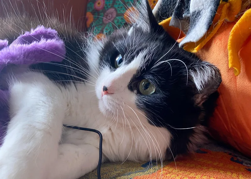 Dottie thumbnail 3